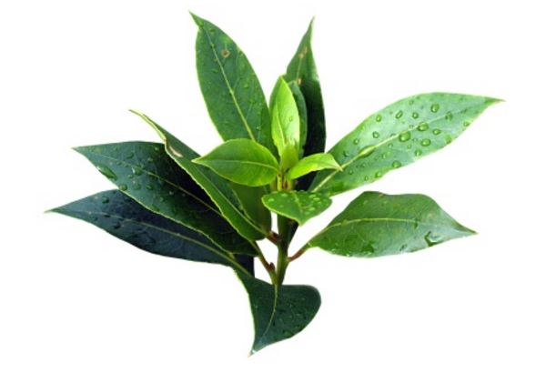 Tea tree_1